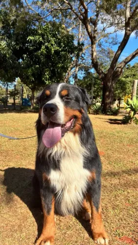 Bernese macho