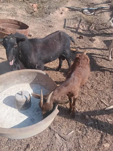 Vendo casal de cabrito raça murciana 