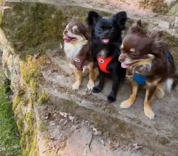 Chihuahua fêmea filhotinha linda pelo longo