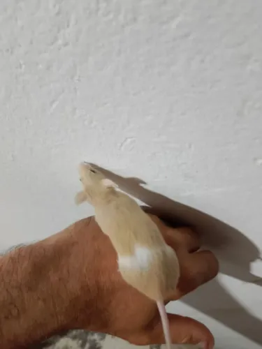 Rato camundongo disponível