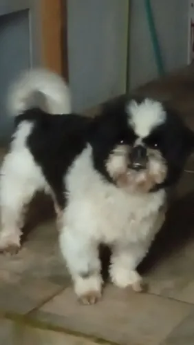 Shitzu macho adulto 