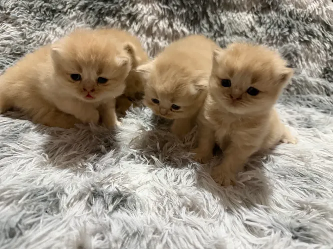 Gatos persas disponíveis pra reserva ?