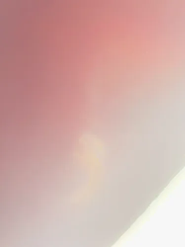 Cachorro a procura de cruza com cadela husky