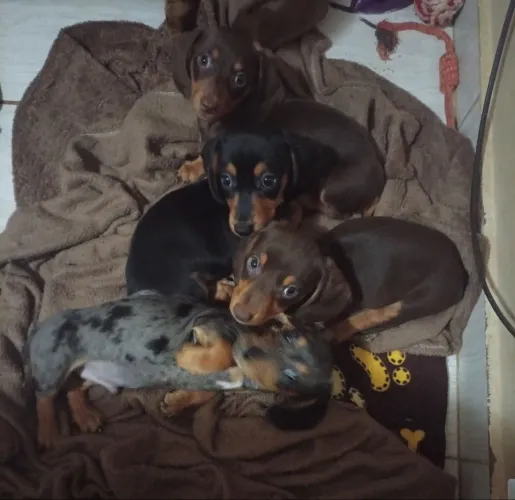 Dachshund miniatura