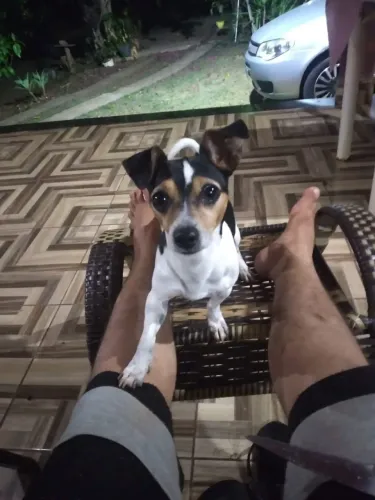 CÃO FOX PAULISTINHA PARA ACASALAMENTO