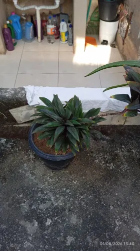Planta