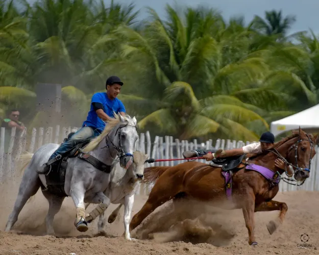 Cavalo de direita meio sangue filho do Silver hulk pff