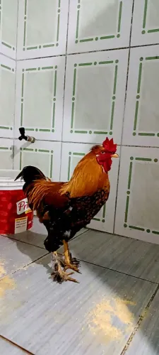 Galos disponíveis