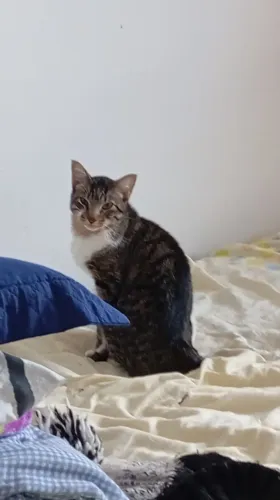 Dou família de gatos