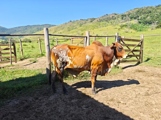 Vendo touro Nelore Pintado de vermelho
