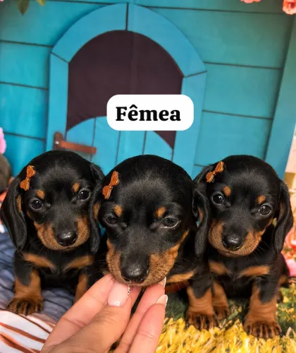 Basset tekel salsichinha lindas fêmeas e machos