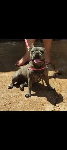 Bulldog francês femea