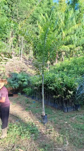 Mudas de Palmeira rabo de raposa 
