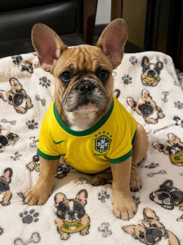 Machinho Disponível 