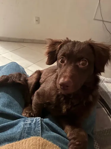 Doa-se cachorro