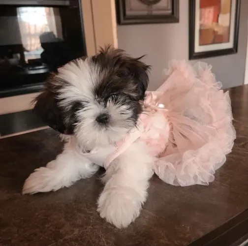Filhotes De ShihTzu - Seus Melhores Dias Começarão Ao Lado De Um Filhote
