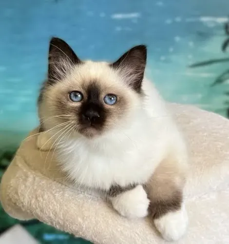 Filhote gato sagrado Birmânia
