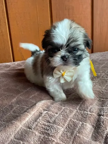 Lindos filhotes de shih tzu mini