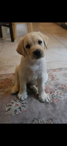 Filhotes de labrador