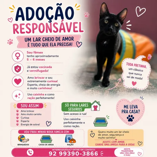 Adoção Responsável Gata Fêmea filhote