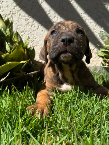 Filhotes fila brasileiro
