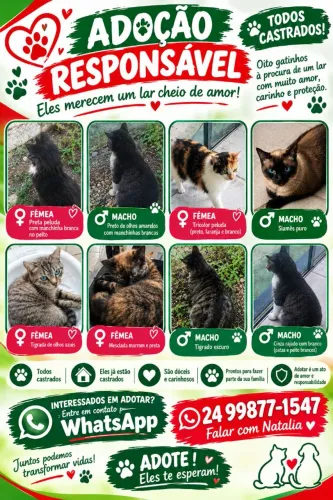 Gatos para doação todos castrados