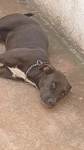 Pitbull fêmea 9 meses 