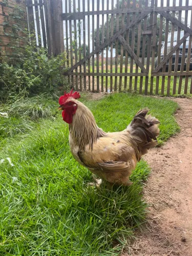 Vendo galo Brahma 