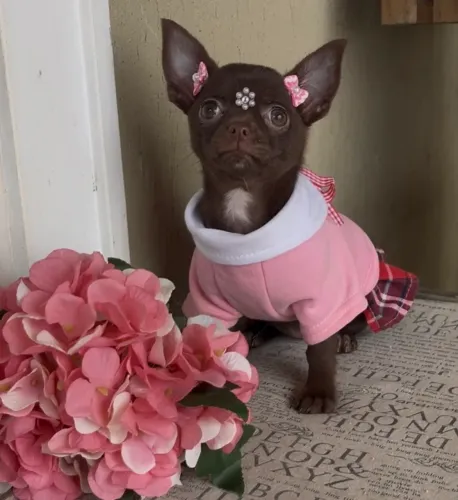 Chihuahua fêmea chocolate pelo curto
