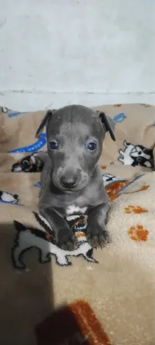 Filhotes galgo italiano