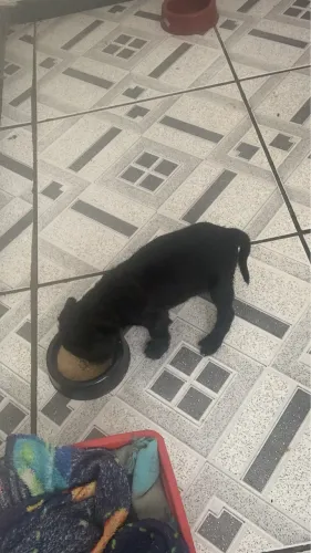 Doace cachorro macho 