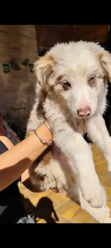 BORDER COLLIE