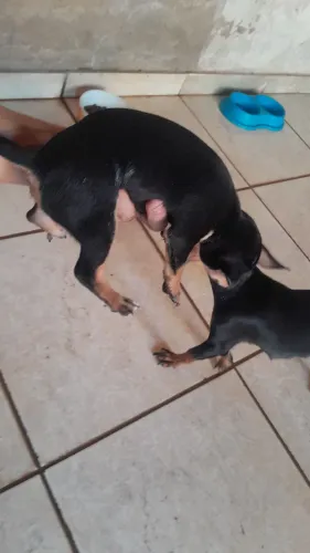 Cachorro pincher n1