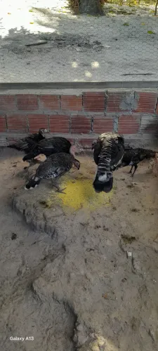 Peruzinhos disponíveis
