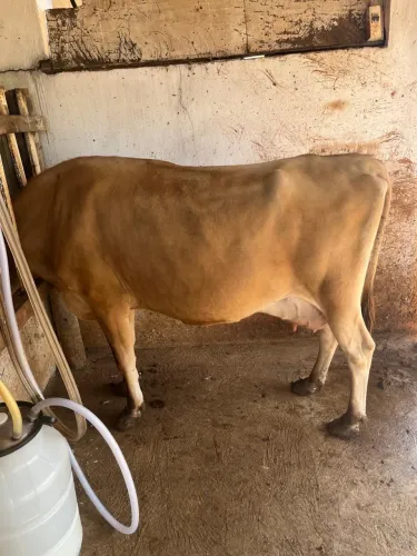 Vaca 