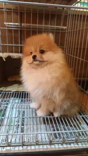 Lulu da Pomerania