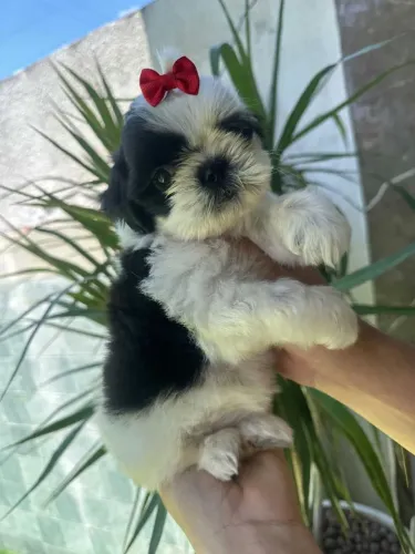 Vendo Linda Filhotinha de Shih-tzu Fêmea (BICOLOR)