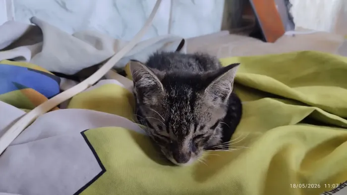 Gata fêmea para doação 