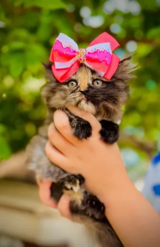 Gato Persa lindos filhotinhos com beleza incomparável