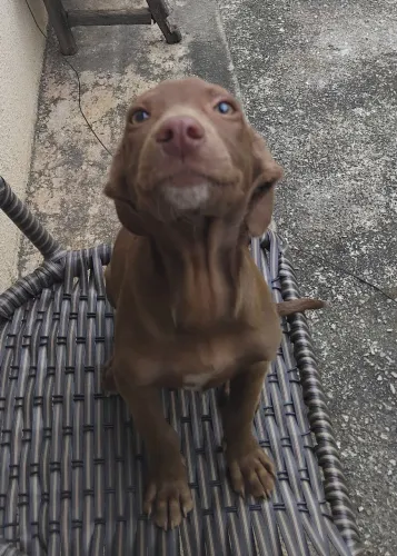 Doando cachorro vira-lata