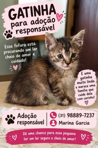 Gatinha fêmea para adoção