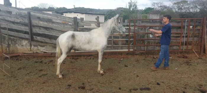 Vendo cavalo pampa de tordilho - Genuíno de marcha picada!!!