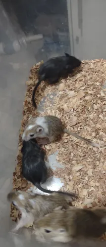 Filhotes de Esquilo Gerbil / Mangolia - Entrega 