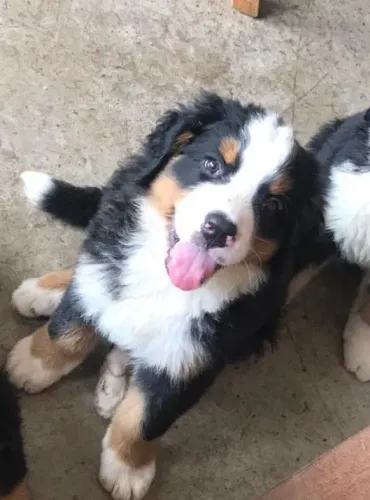 Filhote Bernese Mountain