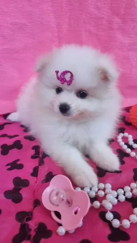 SPITZ ALEMÃO FÊMEA 3.500 COM PEDIGREE, PRIMEIRA VACINA 3.500