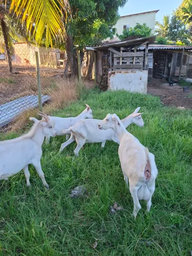 Vendo três cabras leiteira e um bode