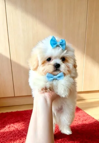 Shih tzu macho 