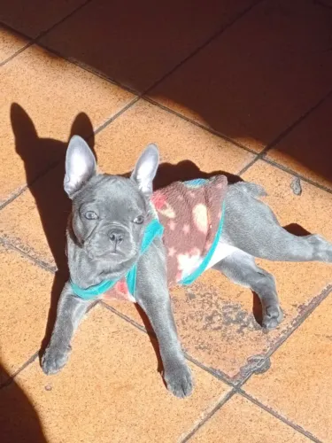 Bulldog francês