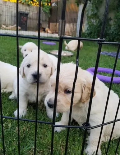 Filhotes de Golden Retriever | Carinho que emociona de verdade.