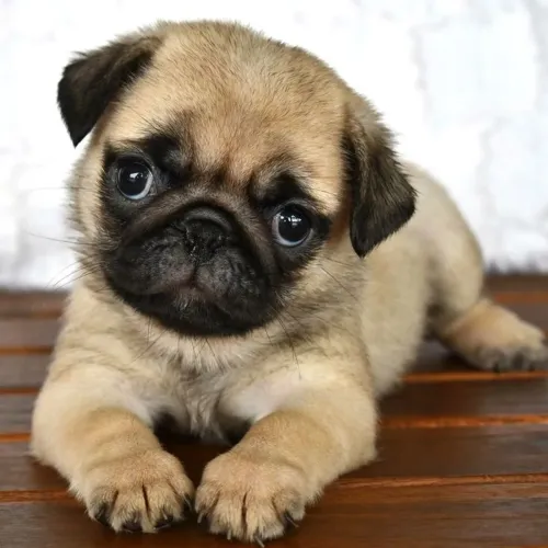 Garanta seu Pug rostinho perfeito